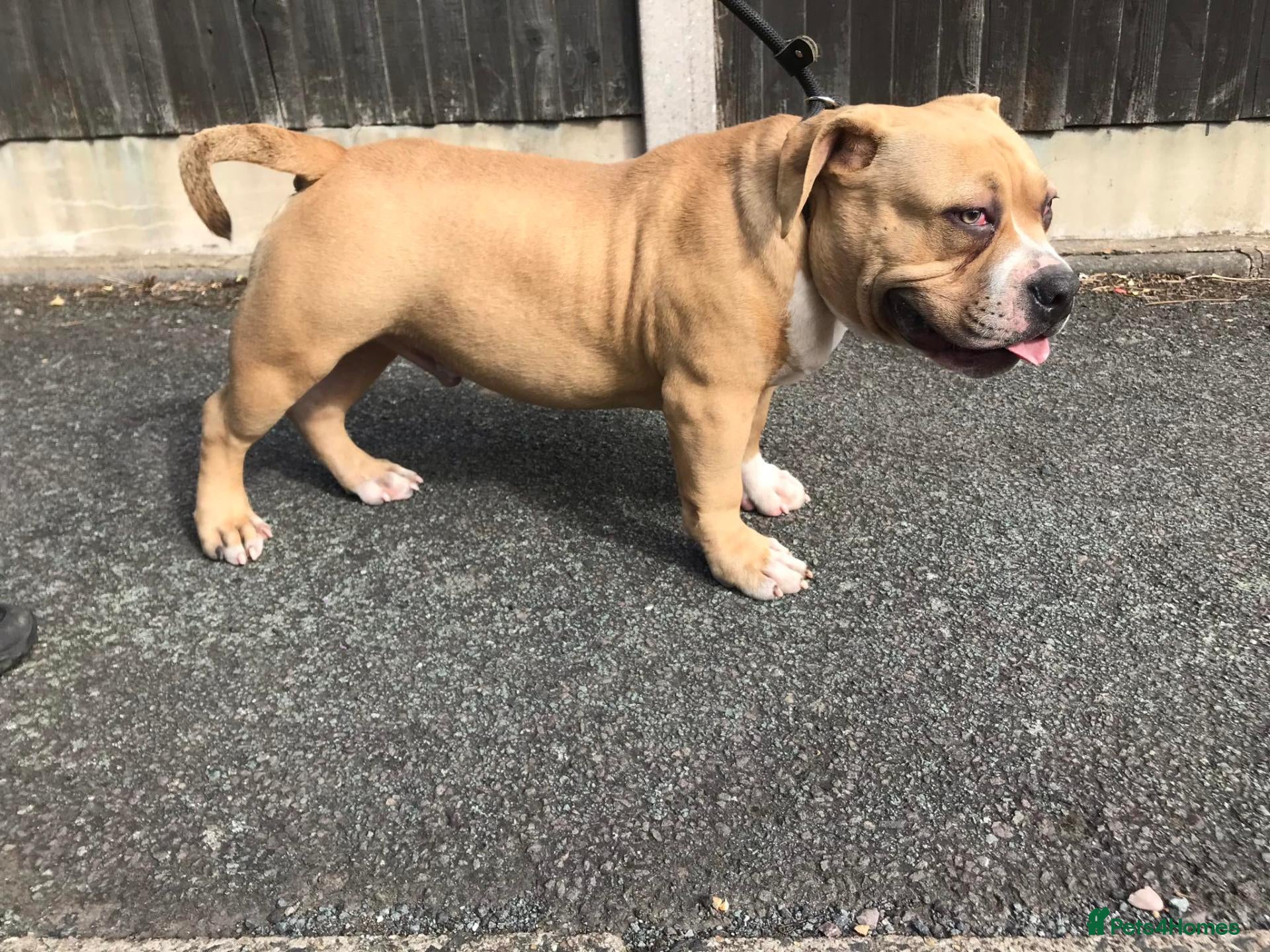 American Bully dogs Real American Pocket Bully’s  - Advert 15