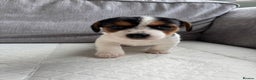 Mixed Breed dogs for sale: cavalier king charles X jack russell puppies  - Advert 9