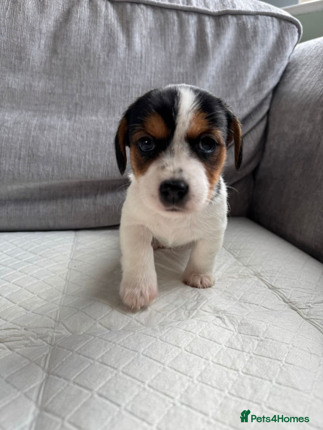 Mixed Breed dogs for sale: cavalier king charles X jack russell puppies  - Advert 9