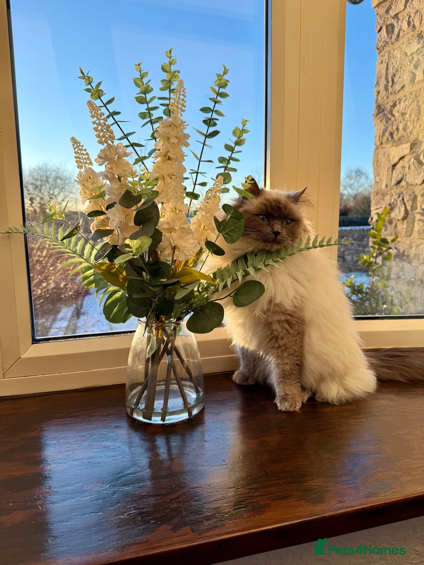 Ragdoll cats Ragdoll / Mixed. 3 beautiful kittens  - Advert 1