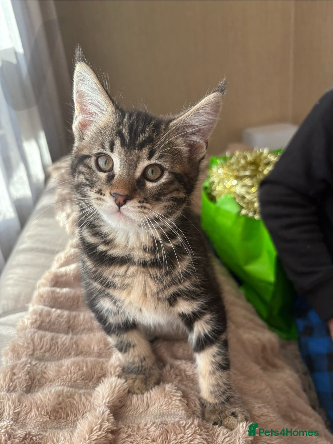 Maine Coon cats for sale: Maine Coon Kittens — Fluffy, Friendly - Advert 14