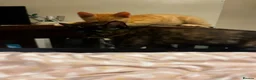 Mixed Breed cats for sale: 🐱 4 Kittens & Their Mum Looking for a Loving Home in Enfield - Advert 10