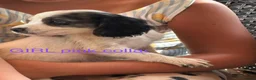 Cocker Spaniel dogs for sale: Cocker spaniel puppies  - Advert 4