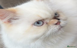 Persian cats for sale: 2 stunning flame pointed Boys - Image 5