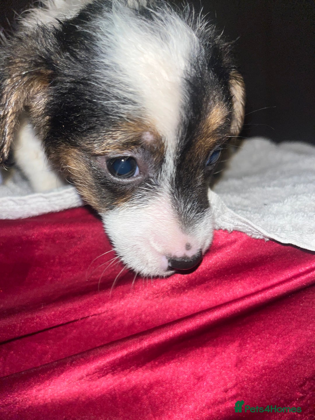 Jack Russell dogs for sale: 4 stunning playful Jack Russell puppies - Image 8