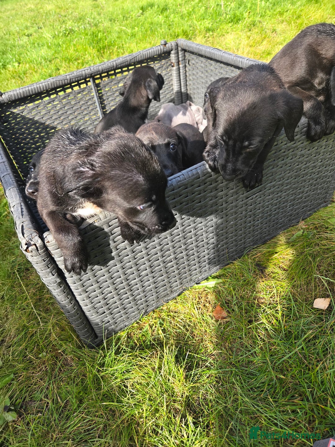 Mixed Breed dogs for sale: Labrador cross saluki - Image 10