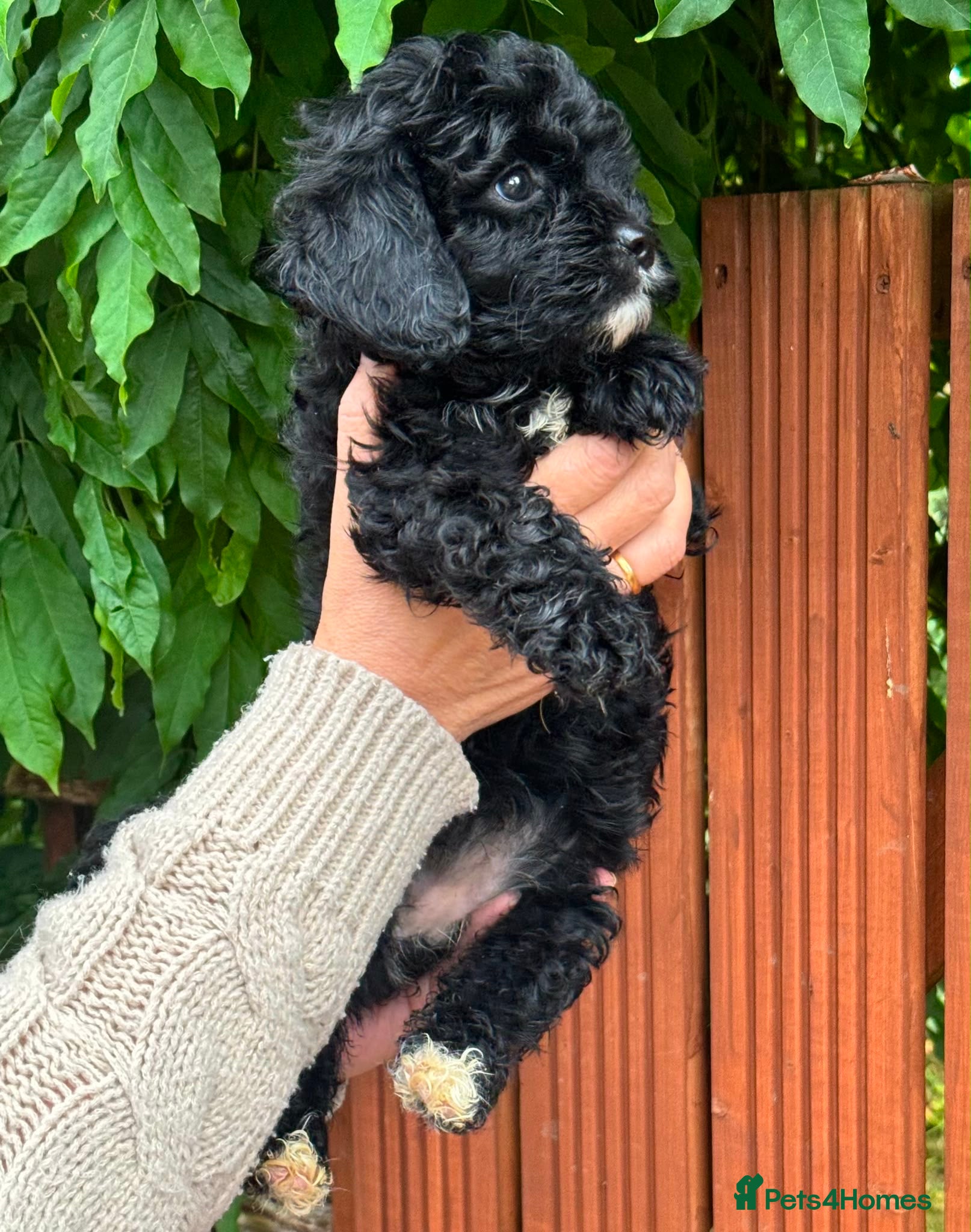 Cavapoo dogs F1 Cavapoos, extensively health tested parents  - Advert 1