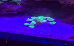 Other/Mixed Breed fish for sale: Saltwater fish - Image 7