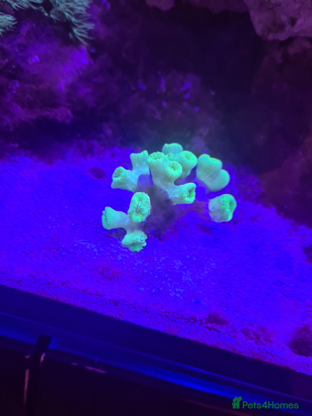 Other/Mixed Breed fish for sale: Saltwater fish - Image 7