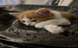 Mixed Breed cats for sale: Fluffy Ginger & White Kittens  - Image 4