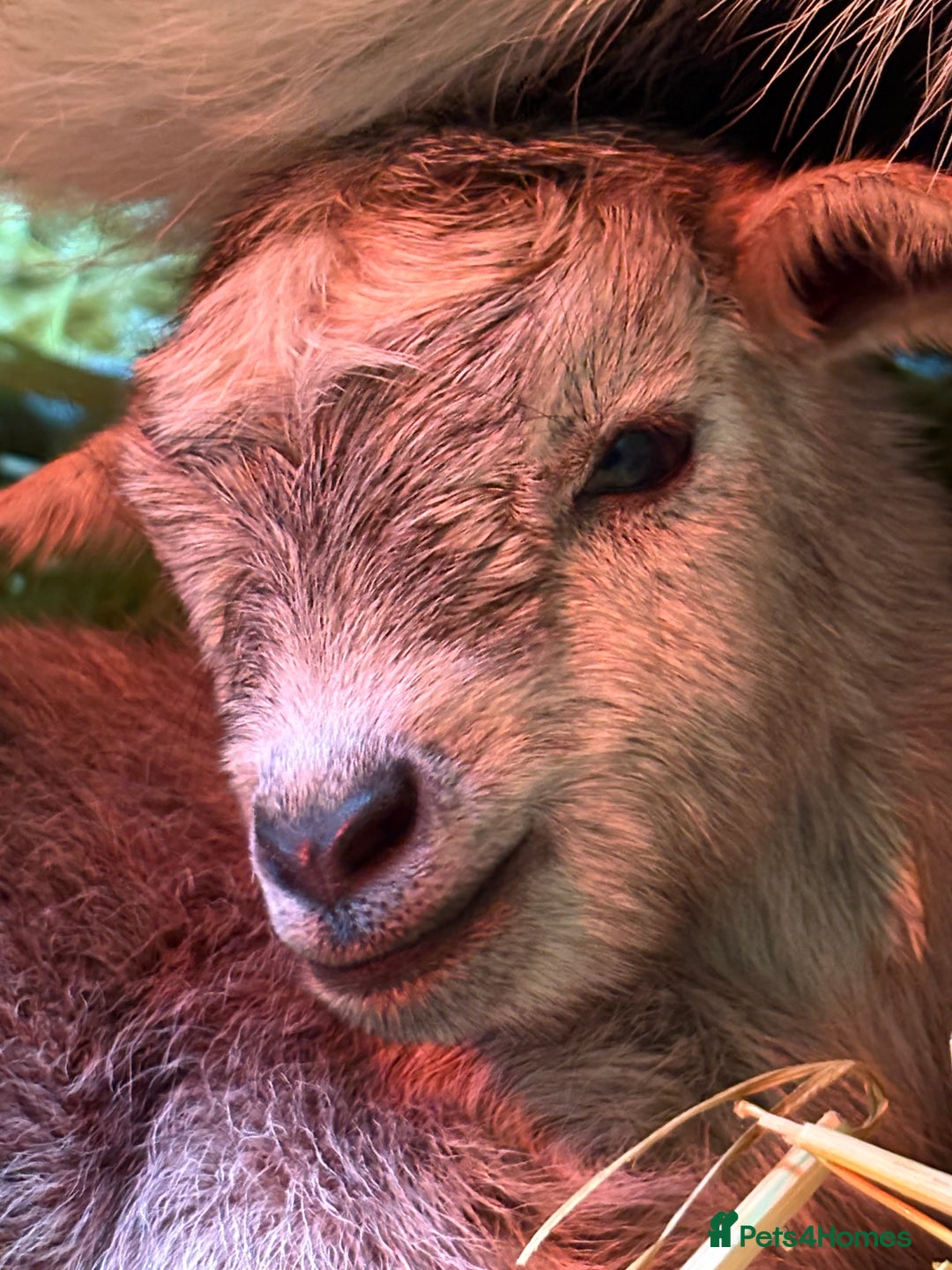 Goats livestock for sale: Beautiful Pygmy goat kids - stunning colours  - Advert 5