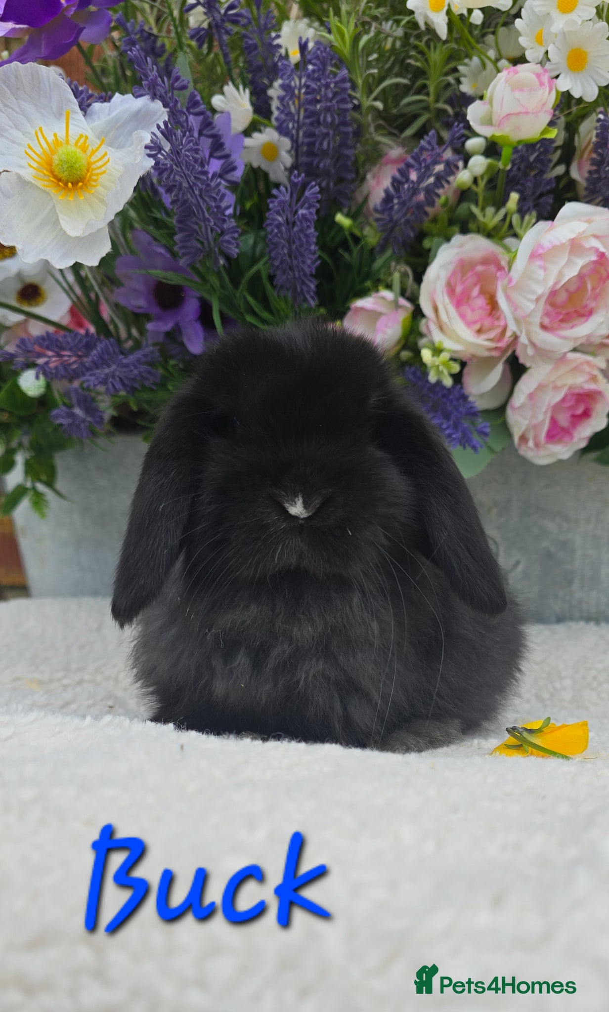 Mini Lop rabbits Beautiful quality mini lops - Advert 1