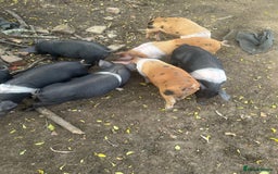 Pig livestock for sale: Saddleback x Tamworth piglets  - Image 2