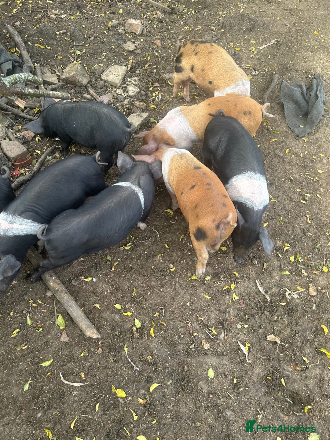 Pig livestock for sale: Saddleback x Tamworth piglets  - Image 2