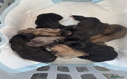 Cane Corso dogs for sale: cane corso puppy’s! - Image 1