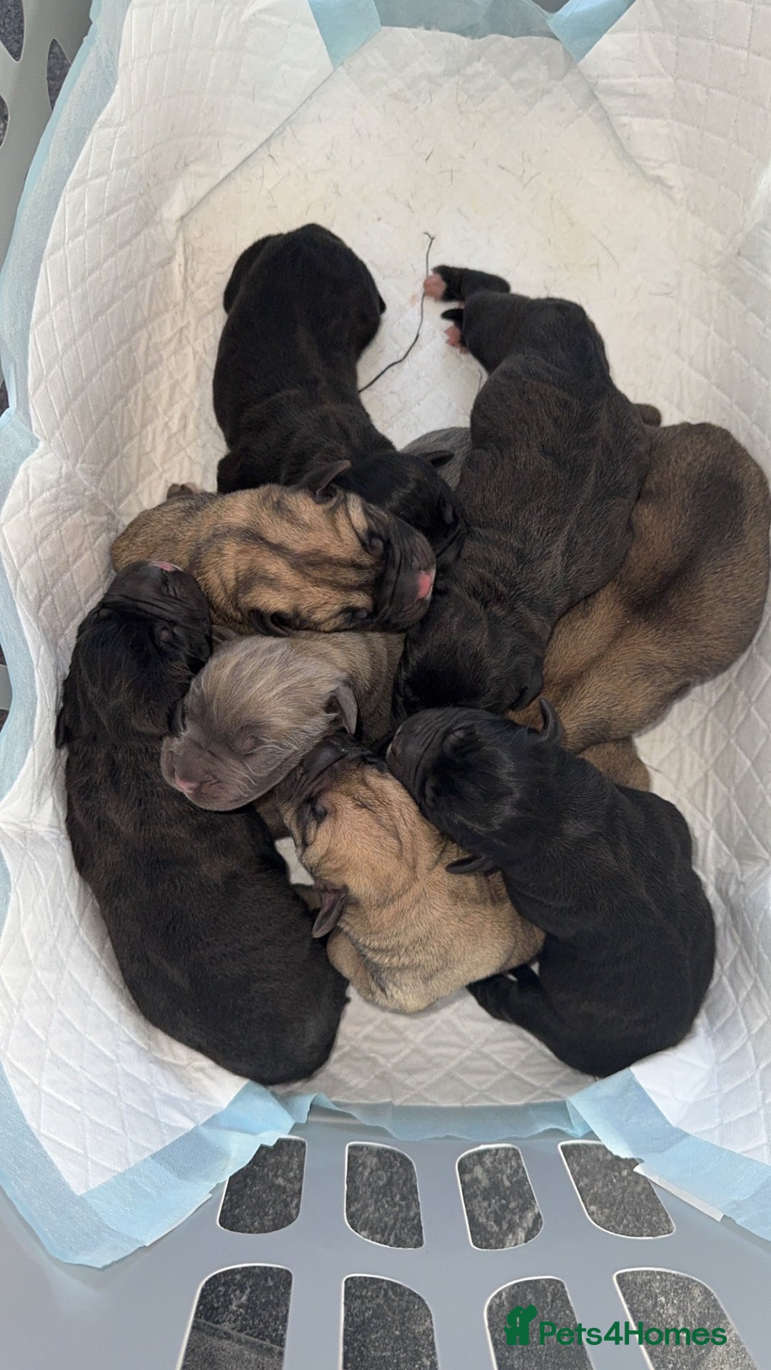 Cane Corso dogs for sale: cane corso puppy’s! - Image 1