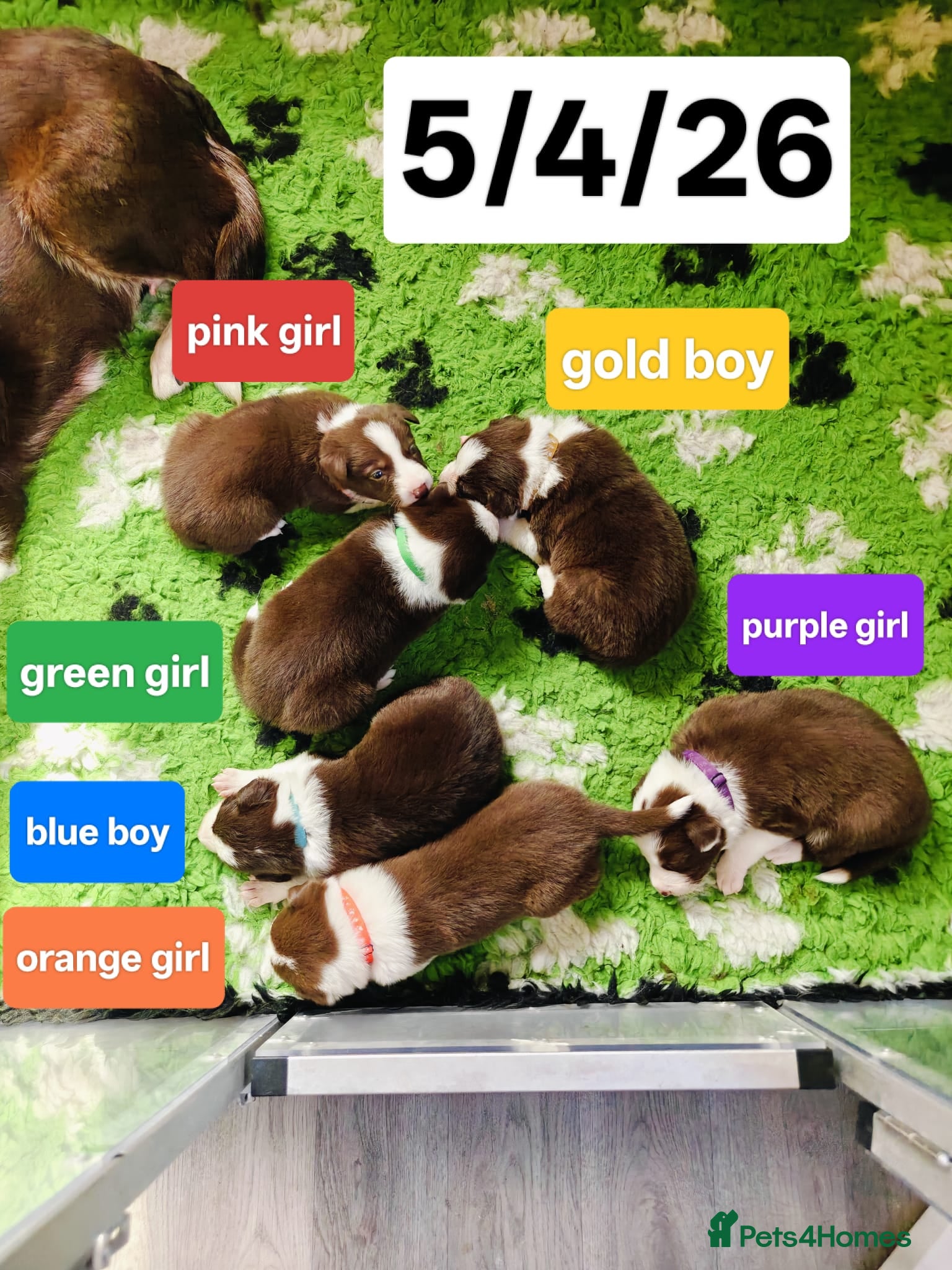 Border Collie dogs Stunning pure bred Red & White Border collie pups - Advert 2