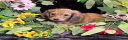 Miniature Dachshund dogs for sale: Stunning kc reg miniture dachshund in Deal - Advert 32