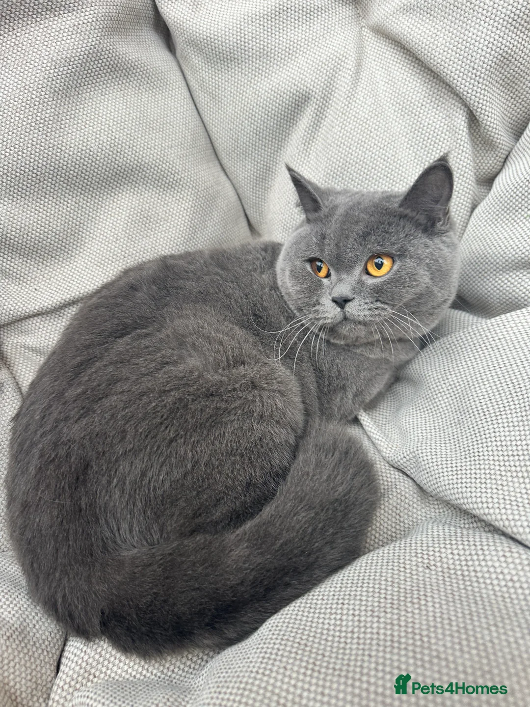 British Shorthair cats for sale: British Shorthair Chunky kittens - Advert 19