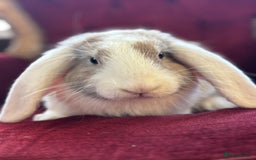 Mini Lop rabbits for sale: Lop bunny for sale 3 months old  - Image 1