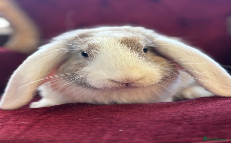 Mini Lop rabbits - Advert 14