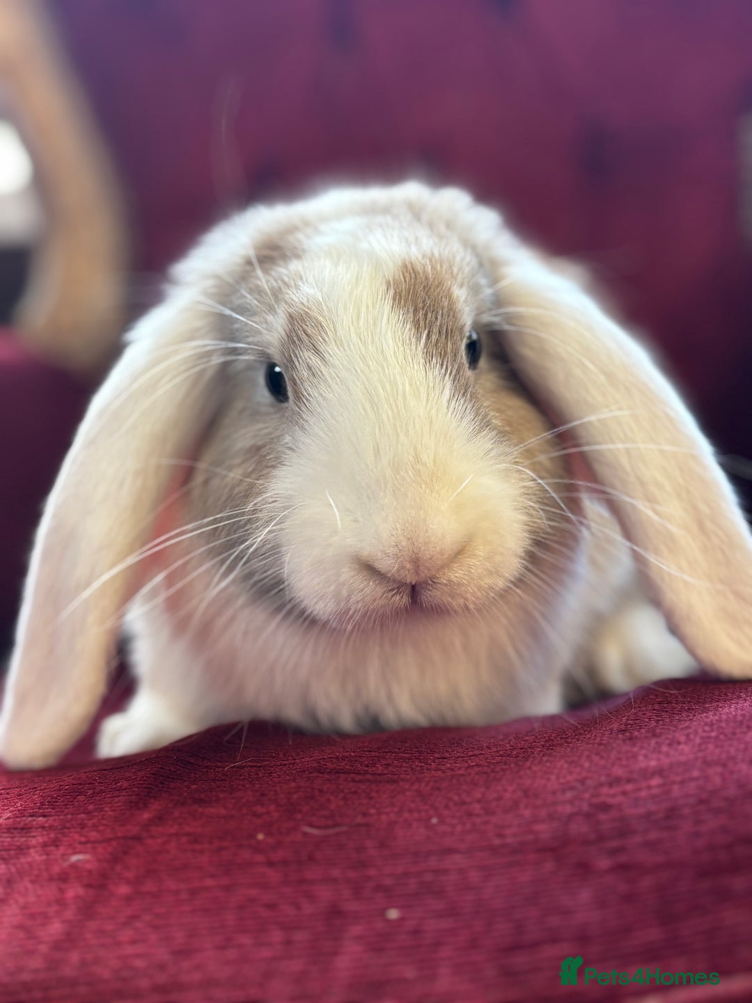 Mini Lop rabbits for sale: Lop bunny for sale 3 months old  - Image 1