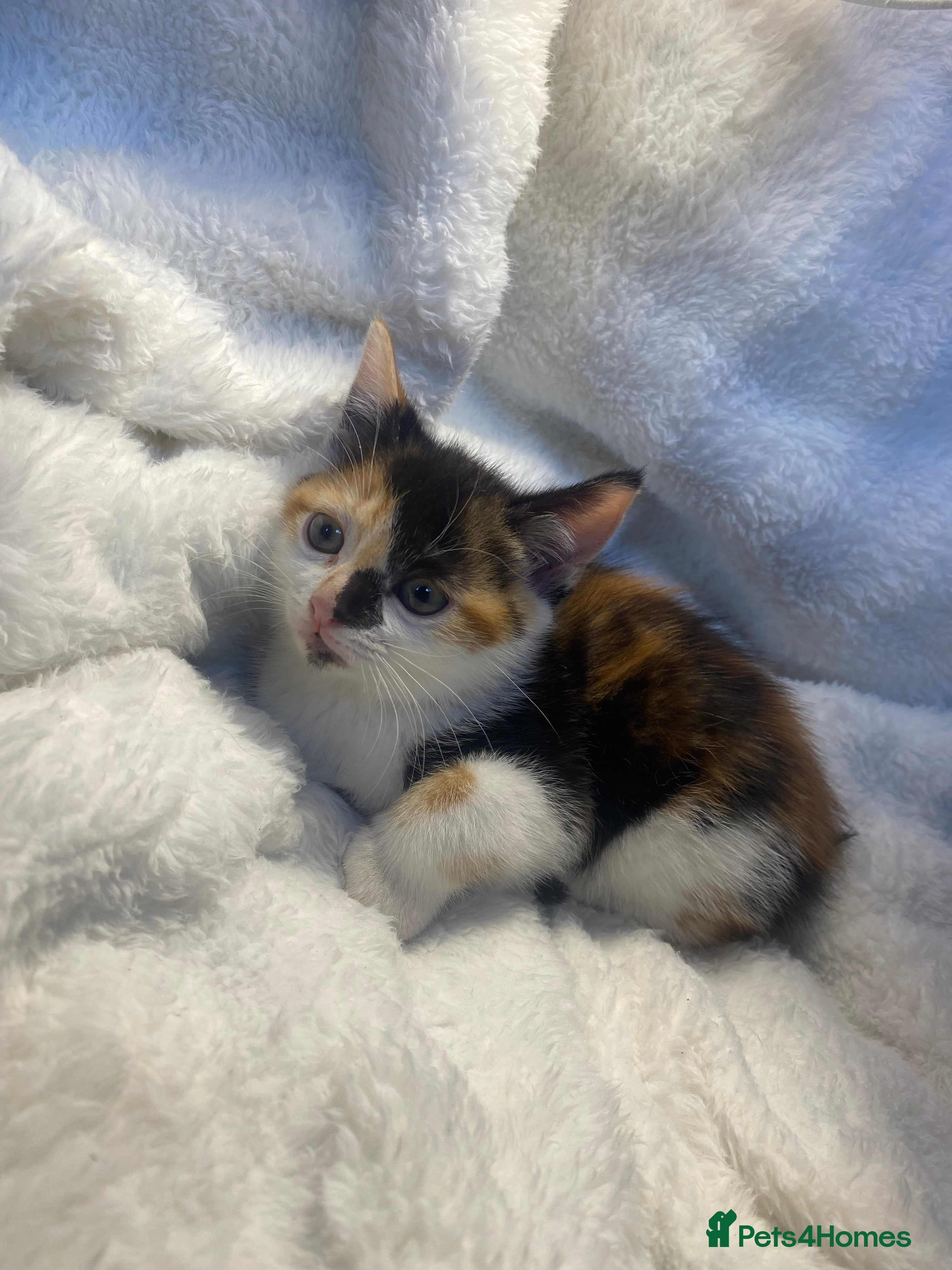 Mixed Breed cats Female Tortoiseshell Kitten Ready For Its New Home - Advert 1
