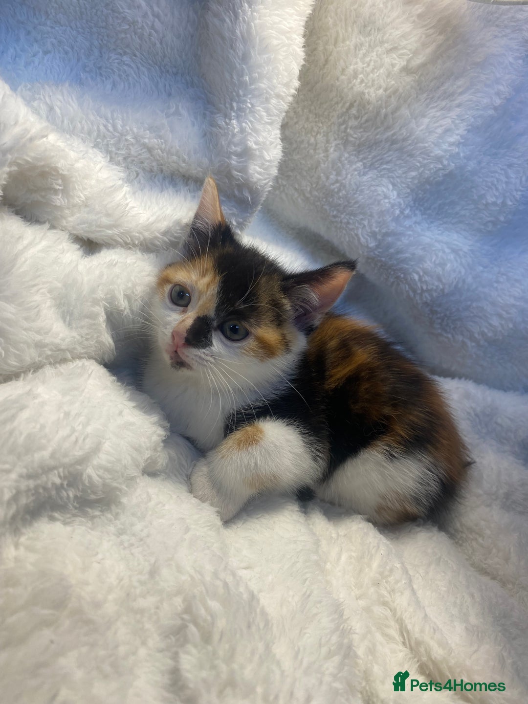 Mixed Breed cats for sale: Female Tortoiseshell Kitten Ready For Its New Home - Advert 1