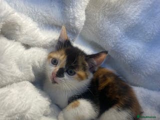 Mixed Breed cats Female Tortoiseshell Kitten Ready For Its New Home - Advert 8