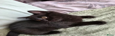 British Shorthair Kitten 2