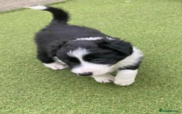 Border Collie dogs for sale: Puppy Border Collie - Image 5
