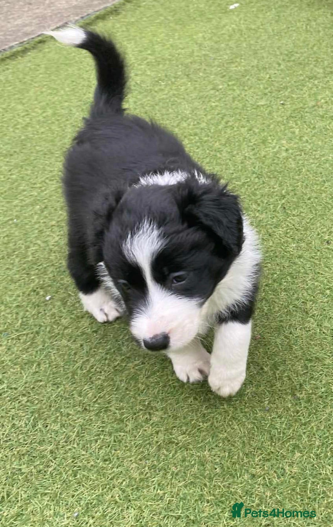 Border Collie dogs for sale: Puppy Border Collie - Image 5