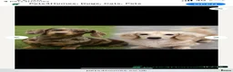 Miniature Dachshund dogs for sale: Miniature daschund  - Advert 2