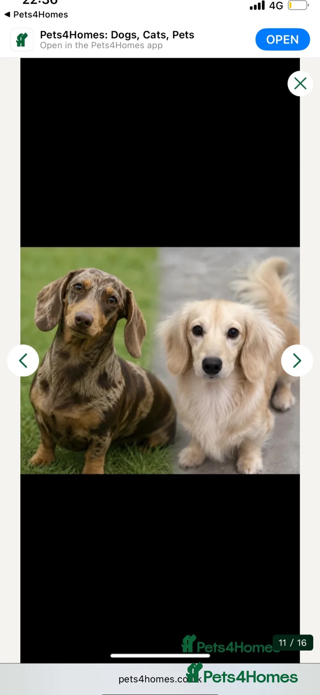 Miniature Dachshund dogs for sale: Miniature daschund  - Advert 2