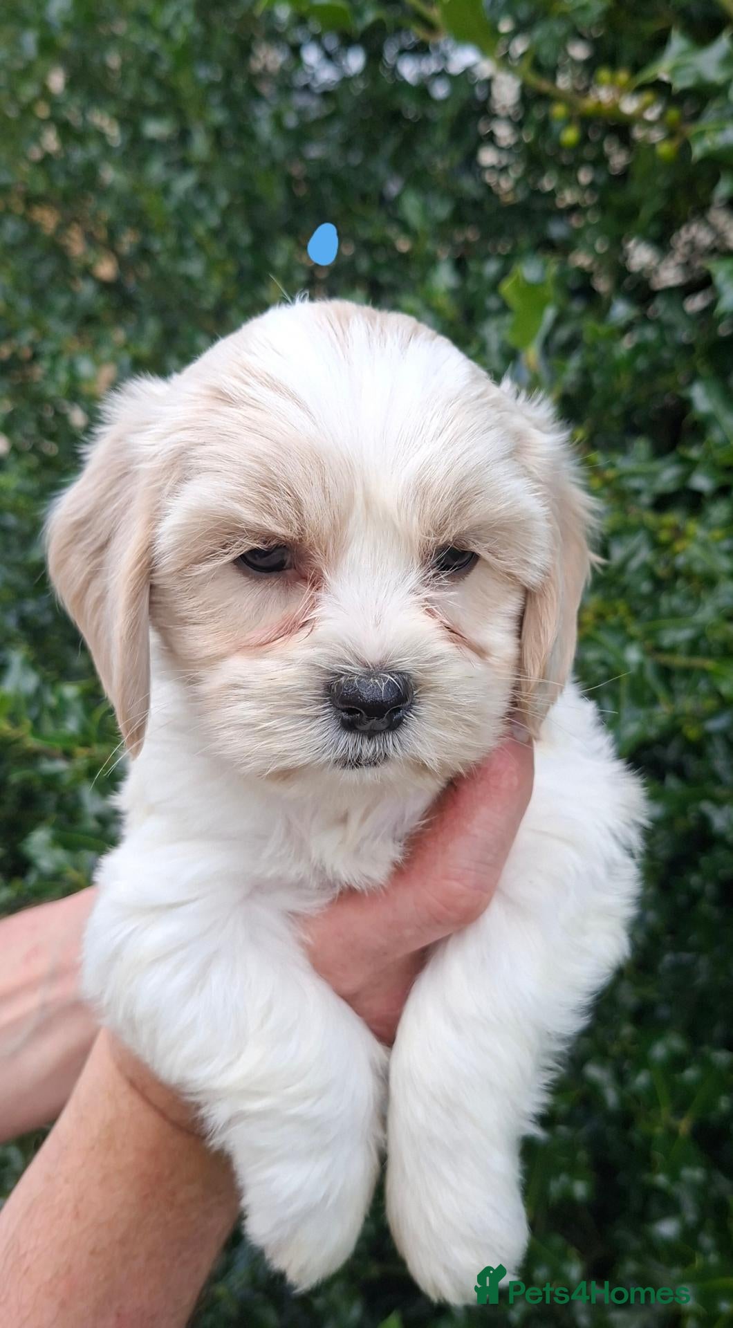 Cavachon dogs Beautiful Cavachon Puppies for Sale - Advert 1