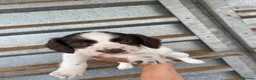 Cocker Spaniel dogs for sale: cocker spaniel puppies  - Advert 10
