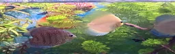 Discus fish for sale: Discus for sale  in Bow Street - Advert 12