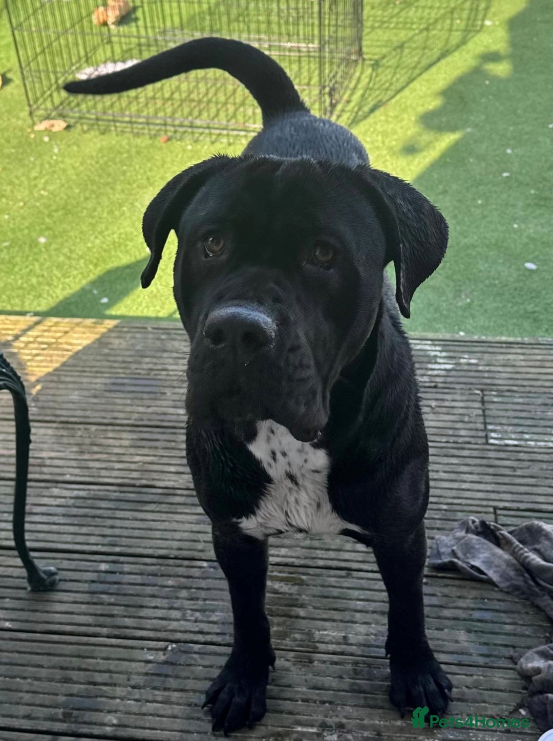 Cane Corso dogs for sale: Cane Corso  - Advert 5