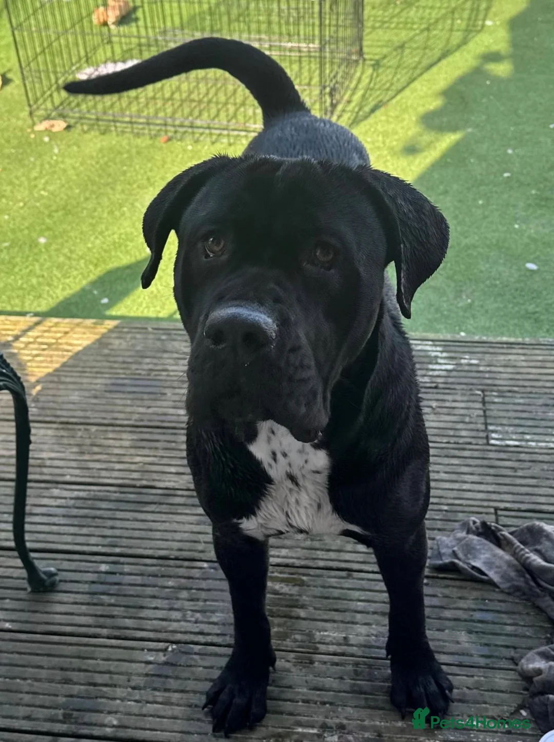 Cane Corso dogs for sale: Cane Corso  - Advert 5
