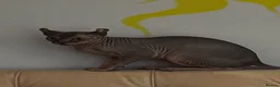 Sphynx cats for sale: Canadian Sphynx Elf  - Advert 7