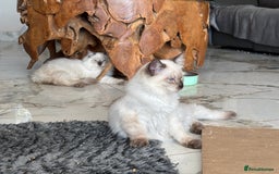 Ragdoll cats for sale: TICA, DNA tested, 5 gen pedigree  - Image 40