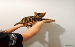 Bengal cats for sale: Bengal kittens  - Image 6