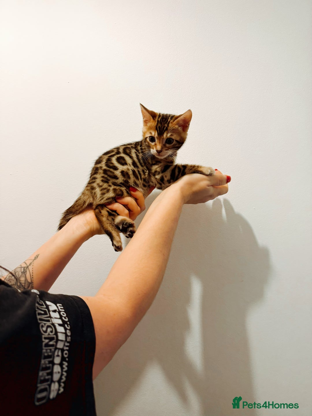 Bengal cats for sale: Bengal kittens  - Image 6