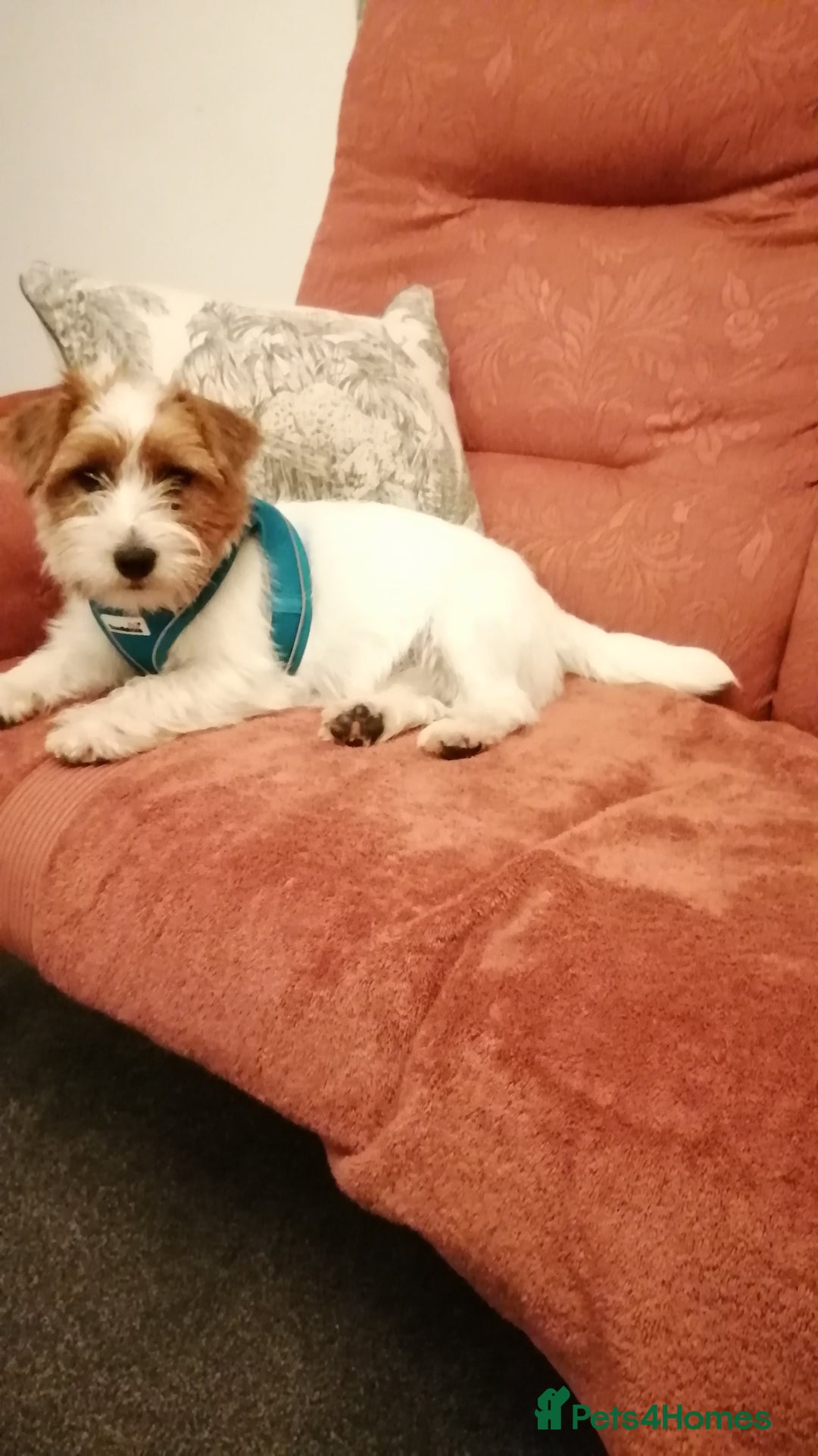 Jack Russell dogs for sale: Wire coat Jack Russell  - Advert 5