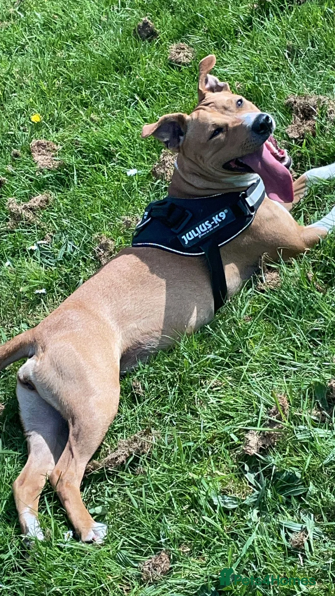 American Bull Staffy dogs for sale: American staffy puppies  - Advert 1