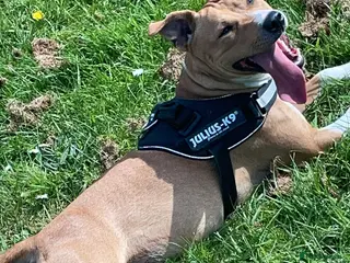 American Bull Staffy dogs American staffy puppies - Advert 1