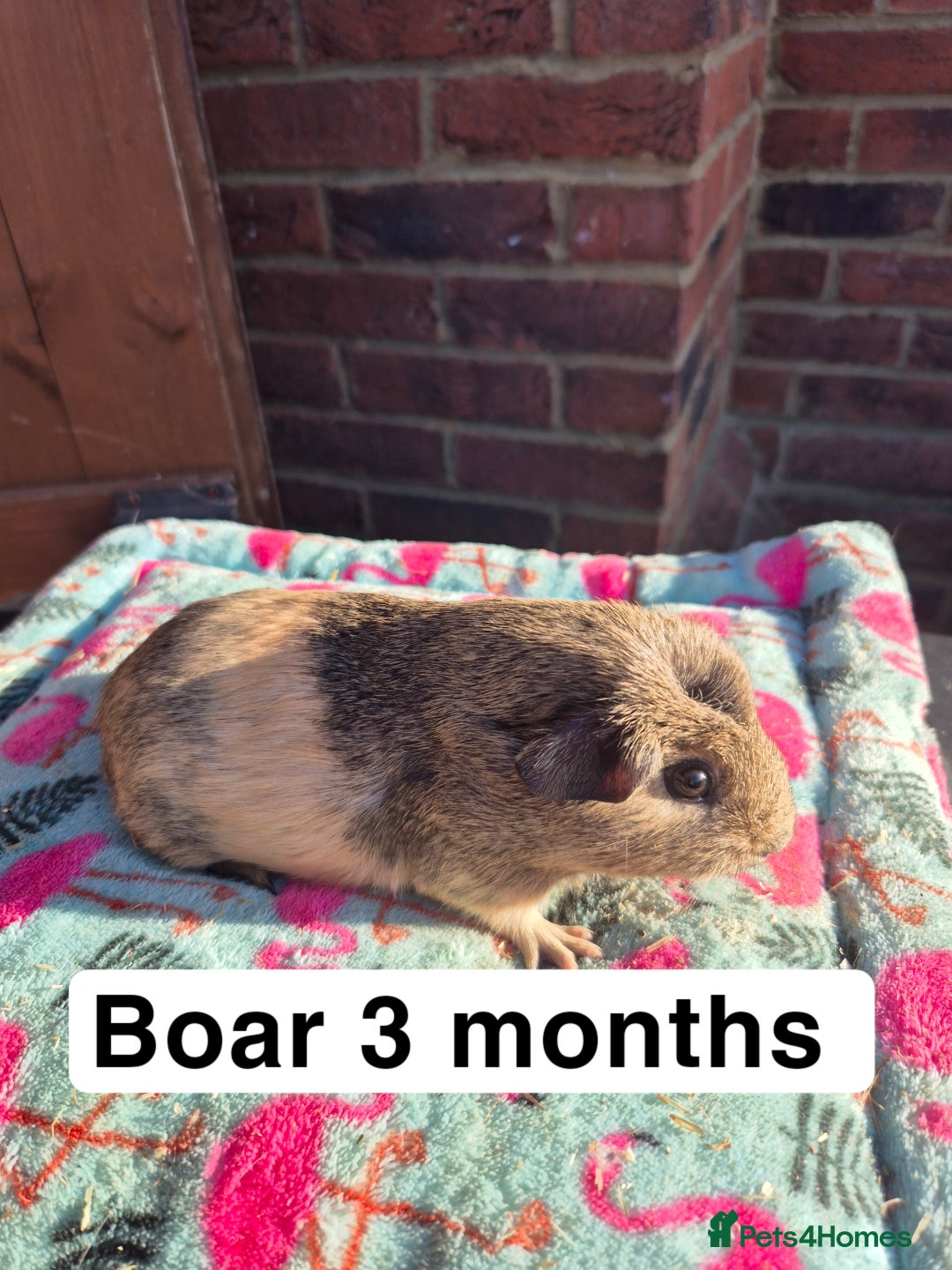Guinea Pig rodents for sale: Guinea pigs  - Advert 2