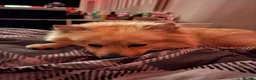 Mixed Breed dogs for sale: Pom/german spitz in Manchester - Advert 1
