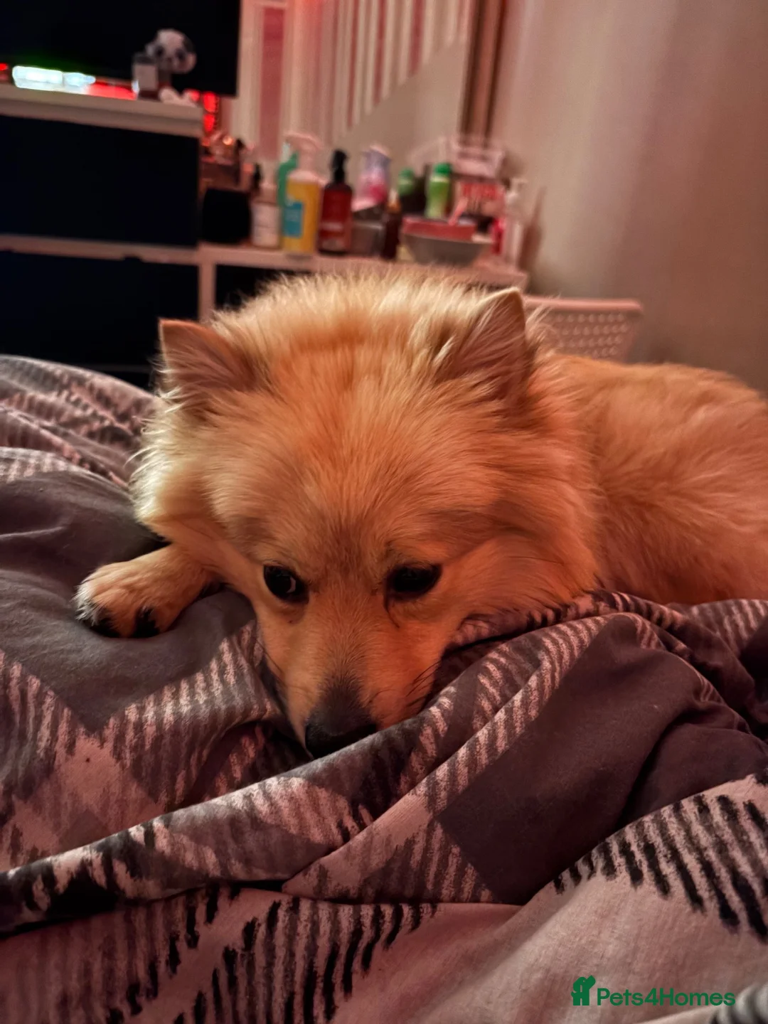 Mixed Breed dogs for sale: Pom/german spitz in Manchester - Advert 1