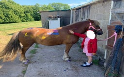 Irish Cob horses for sale: Perfect child’s happy hacker  - Image 7